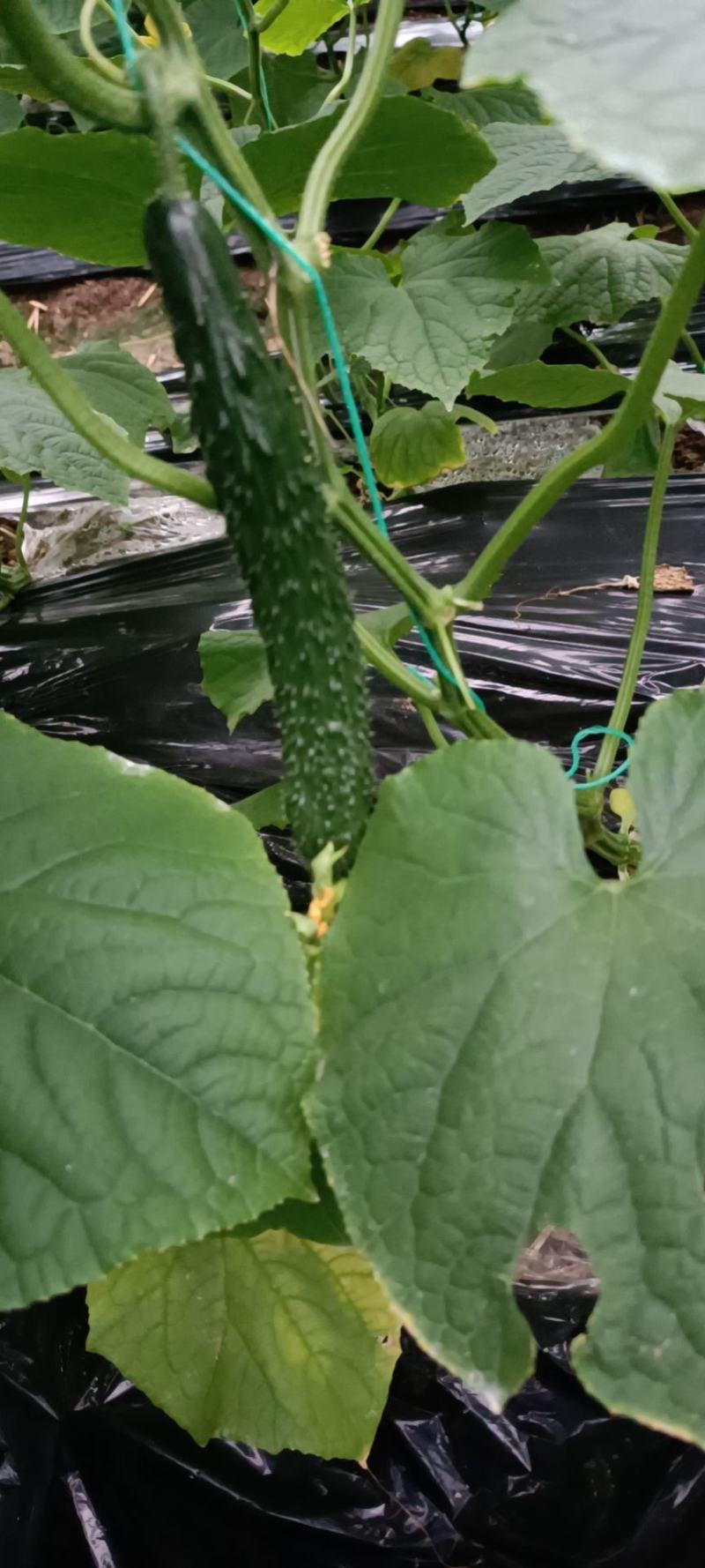 需要的老板联系我