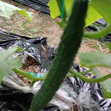 需要的老板联系我