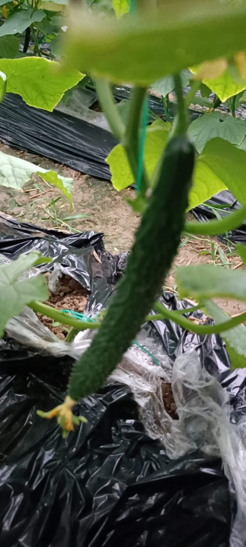 需要的老板联系我