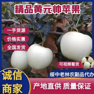 绥中优质苹果黄元帅苹果货源充足规格齐全质量保证