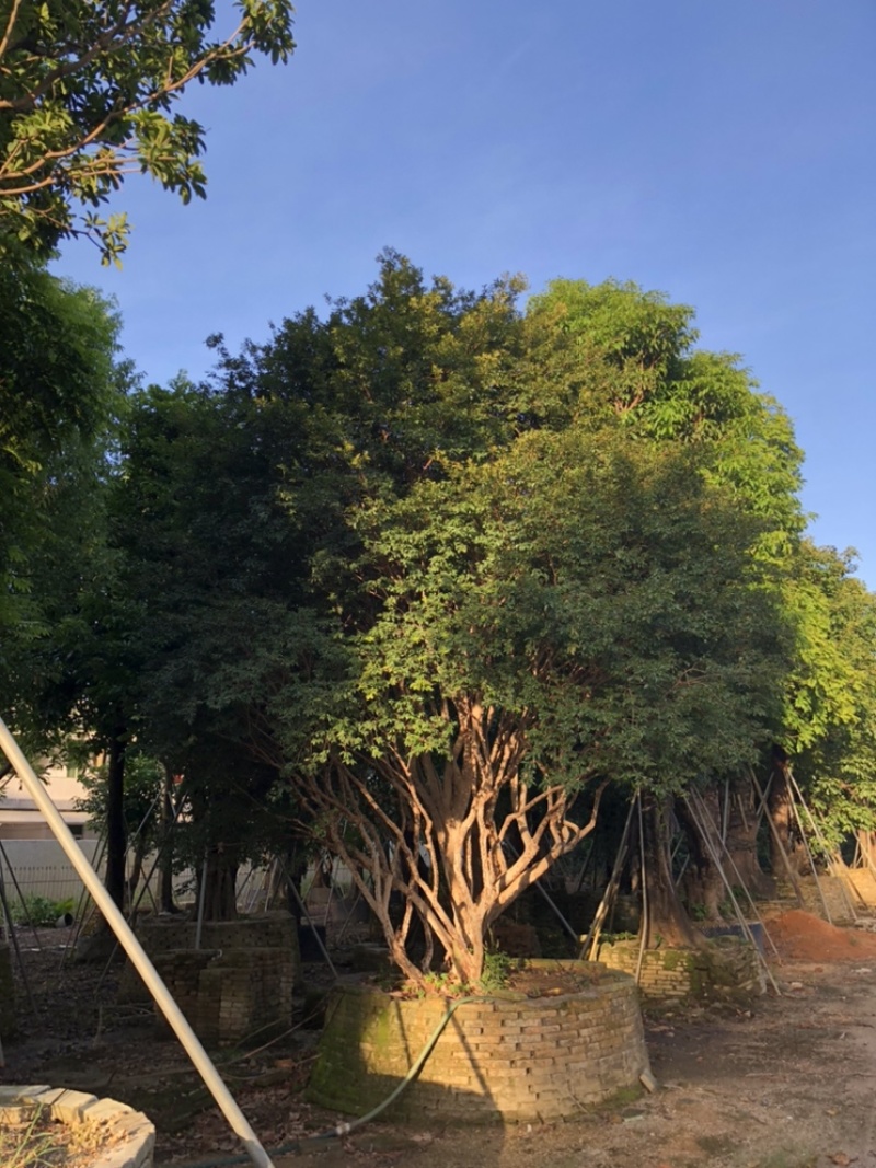 嘉宝果地径30-35公分高度5-6米欢迎大佬来咨询