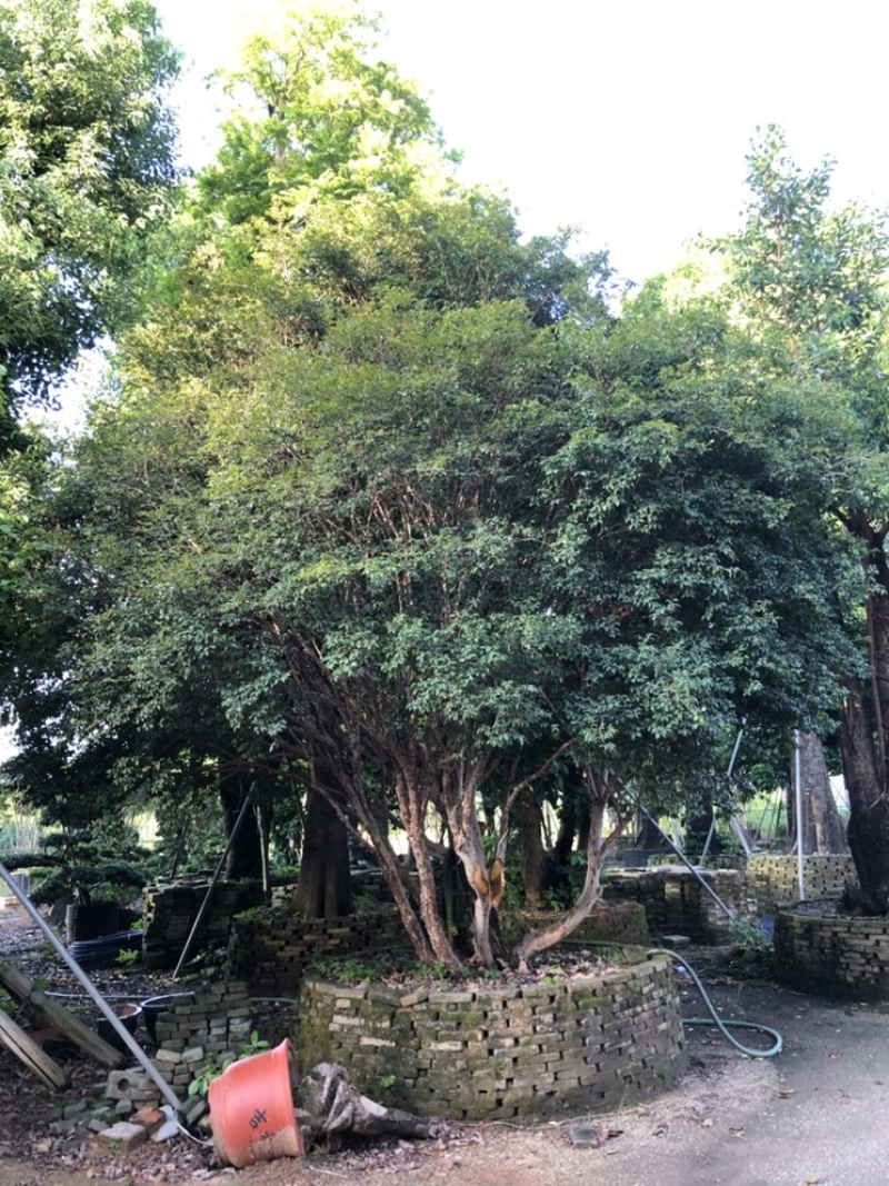 嘉宝果地径30-35公分高度5-6米欢迎大佬来咨询