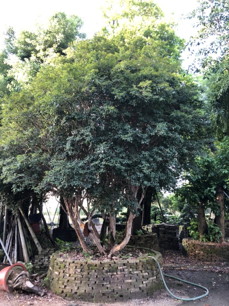 嘉宝果地径30-35公分高度5-6米欢迎大佬来咨询