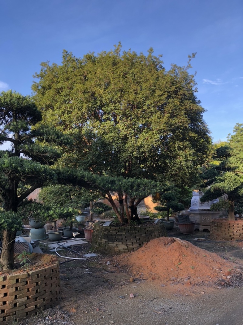 嘉宝果地径30-35公分高度5-6米欢迎大佬来咨询