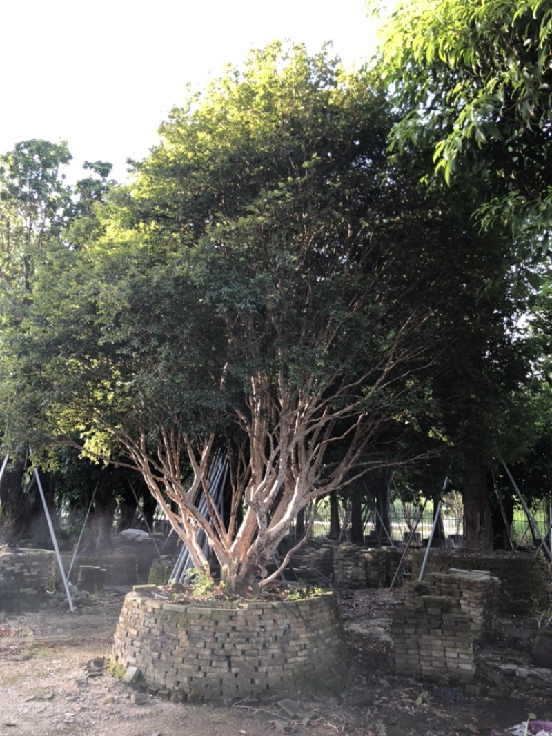 嘉宝果地径30-35公分高度5-6米欢迎大佬来咨询