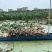 南沙新垦莲藕南沙粉藕野生莲藕非洪湖藕