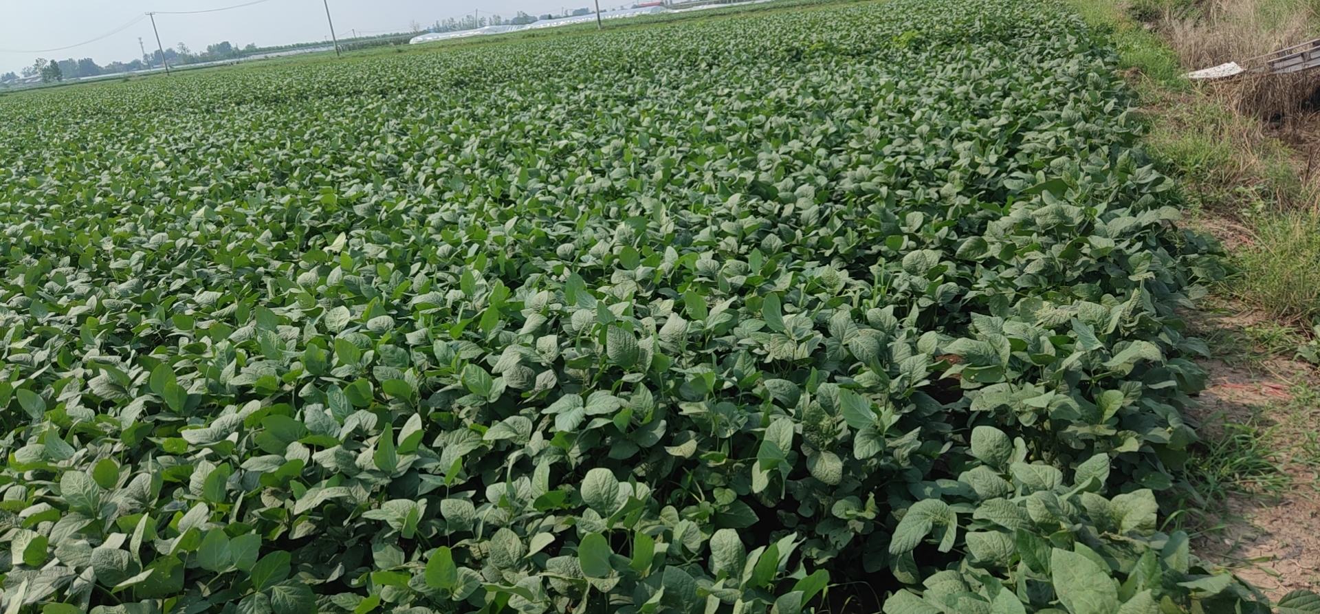 绿宝甜瓜田间管理场景图