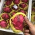 【实力商家】火龙果金都一号火龙果红心火龙果量大质优