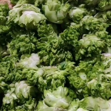 精品儿菜