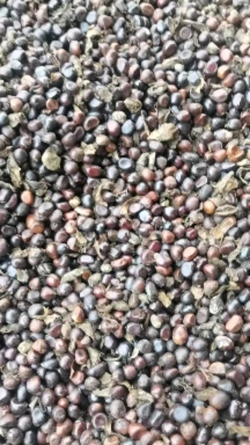 赤芍种子2023年纯阴干赤芍籽，颗粒饱满，质量纯正。