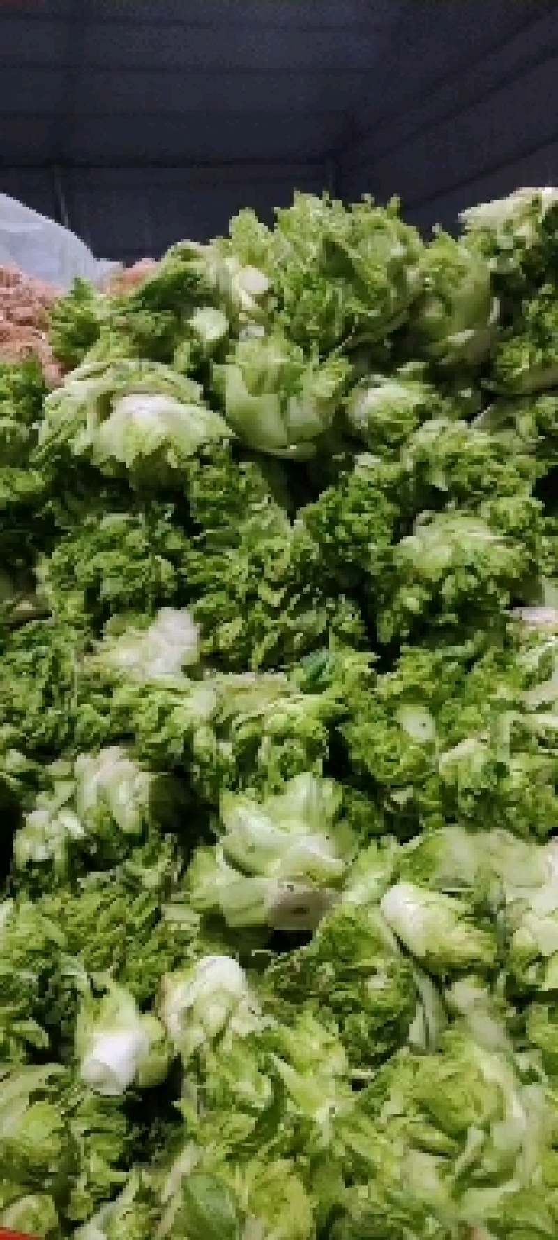 精品儿菜