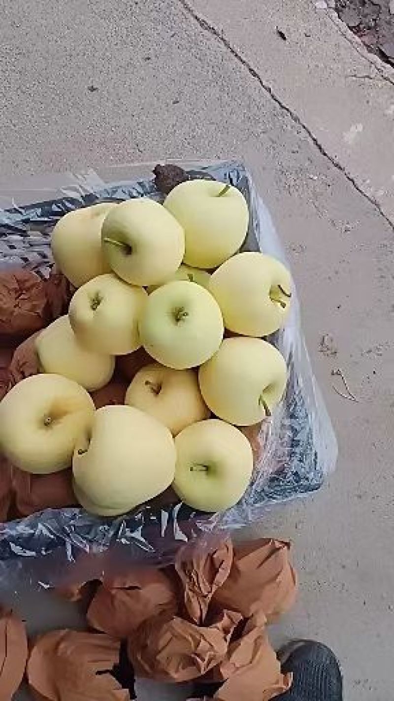 辽宁绥中产地黄元帅苹果大量上市，果行好，皮毛亮。