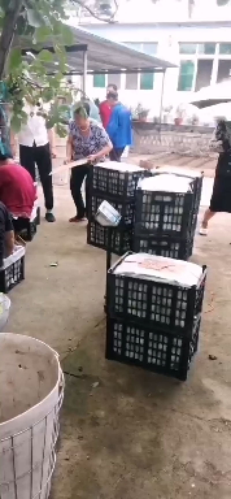 辽宁绥中产地黄元帅苹果大量上市，果行好，皮毛亮。