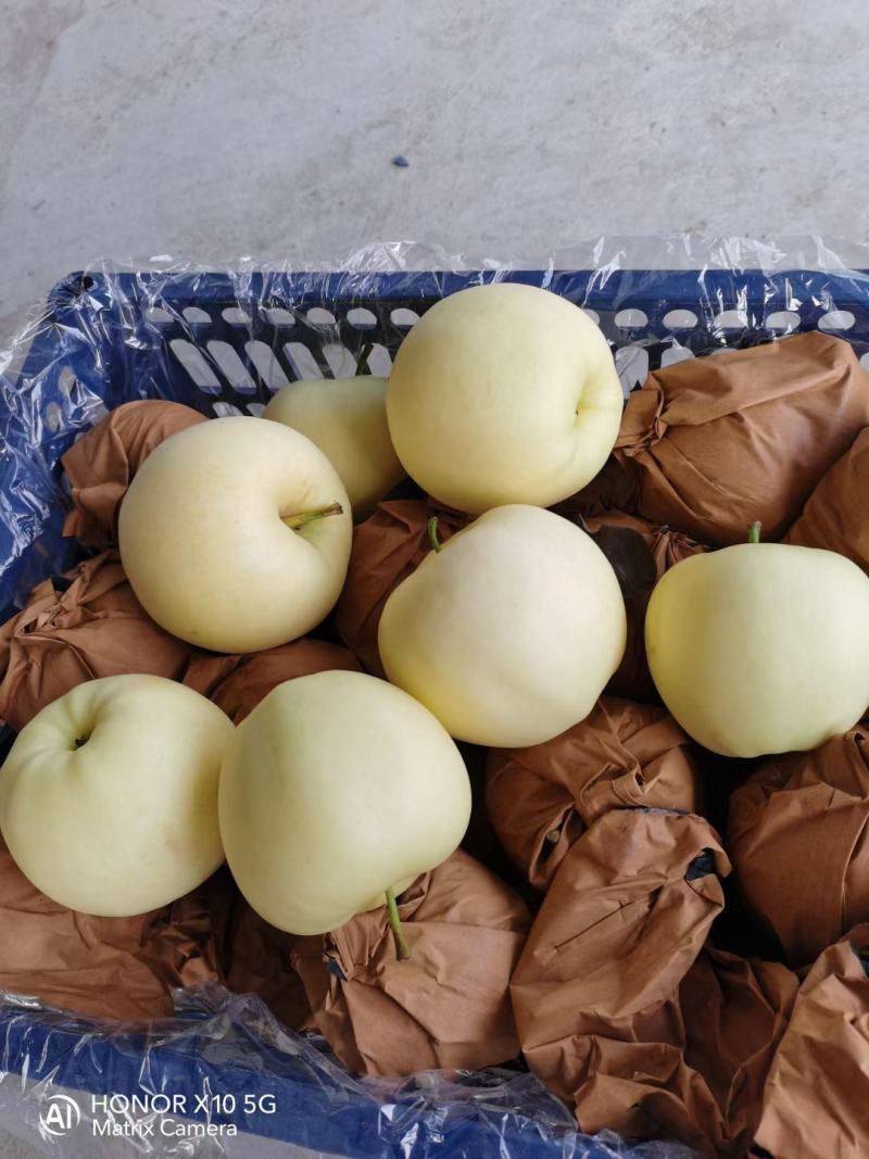 辽宁绥中产地黄元帅苹果大量上市，果行好，皮毛亮。