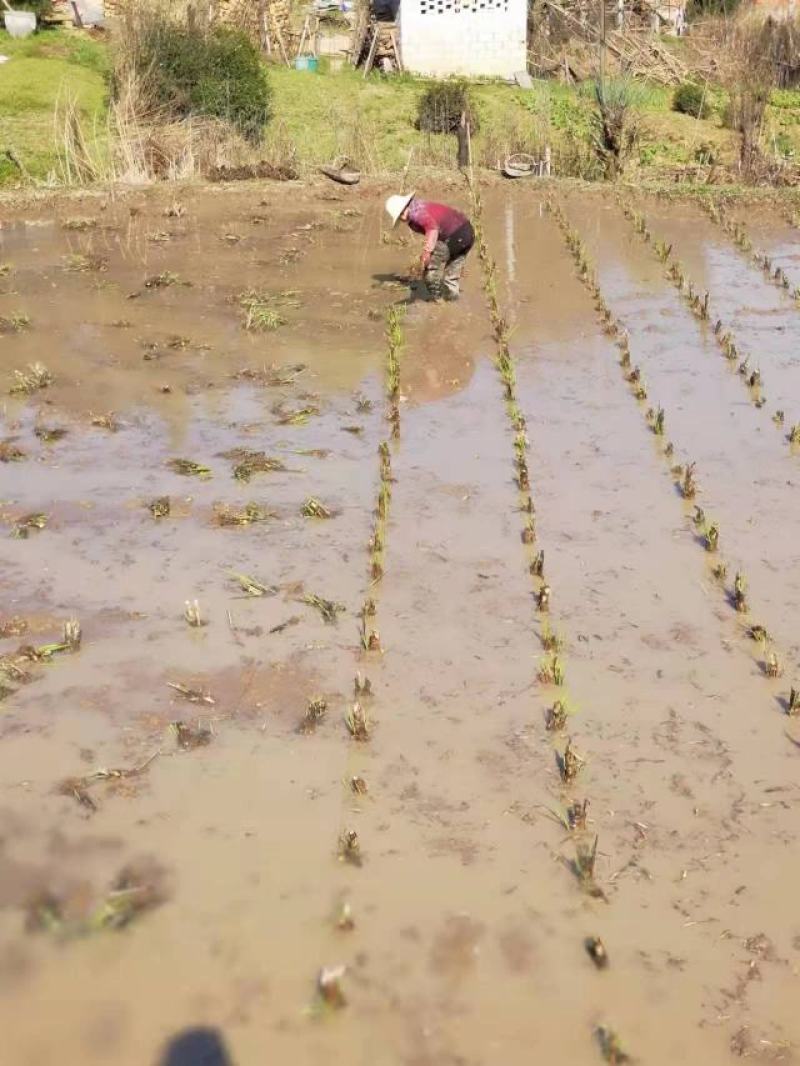 茭白苗，安徽茭白，双季茭白，产地直发品质优良