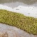 茭白苗，安徽茭白，双季茭白，产地直发品质优良