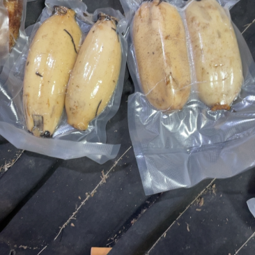 真空藕断，新鲜货源，大量上市，可实地考察，全国发售。