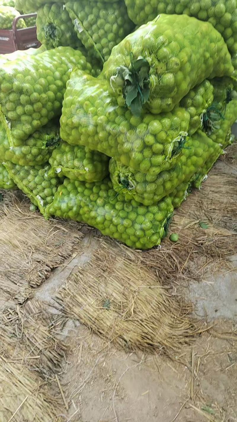 陕西青皮核桃个大皮薄