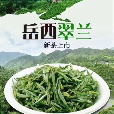 岳西翠兰，精品岳西石关高山茗茶，常年有货，欢迎采购