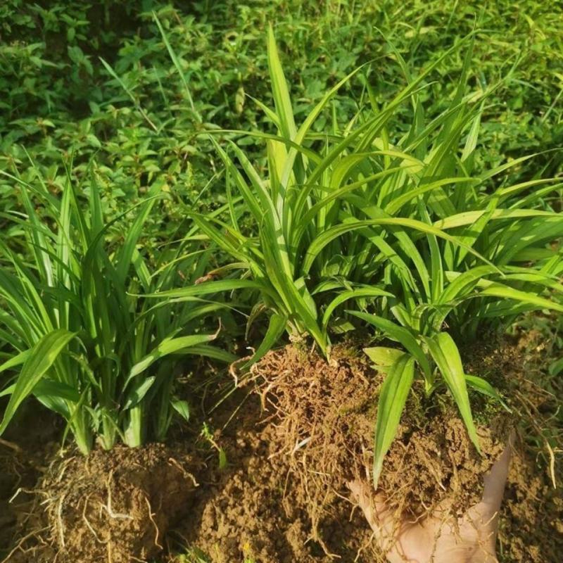 吉祥草观音草紫衣草水仙草水养土养盆栽四季常青耐寒过冬室内