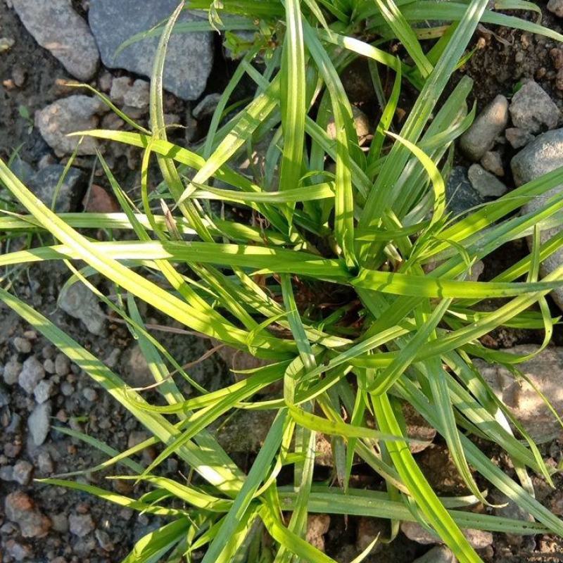 吉祥草观音草紫衣草水仙草水养土养盆栽四季常青耐寒过冬室内