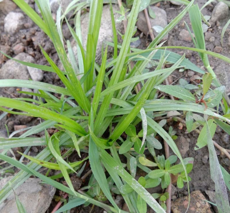 吉祥草观音草紫衣草水仙草水养土养盆栽四季常青耐寒过冬室内