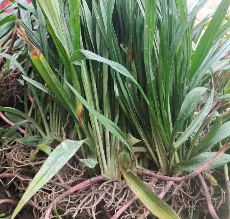 吉祥草观音草紫衣草水仙草水养土养盆栽四季常青耐寒过冬室内