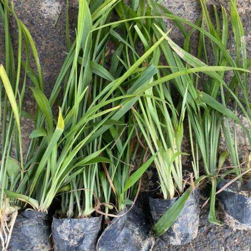 吉祥草观音草紫衣草水仙草水养土养盆栽四季常青耐寒过冬室内