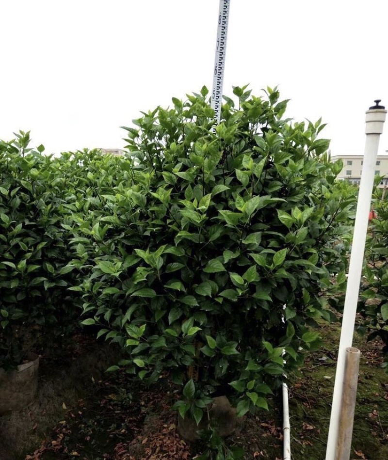 大红花各种大小规格高度40-200厘米，冠幅20-150