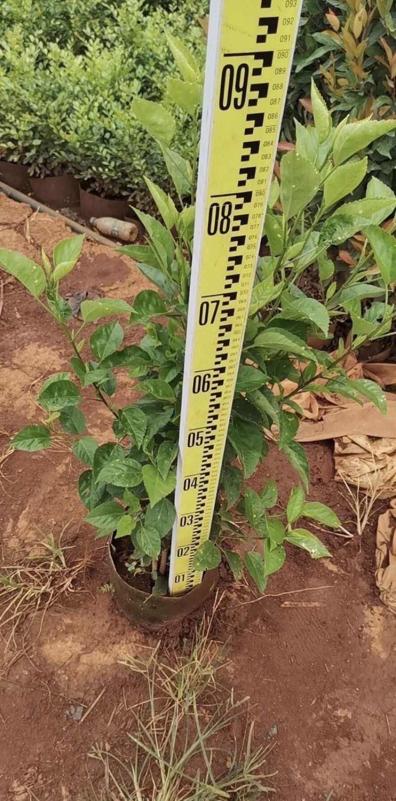 大红花各种大小规格高度40-200厘米，冠幅20-150