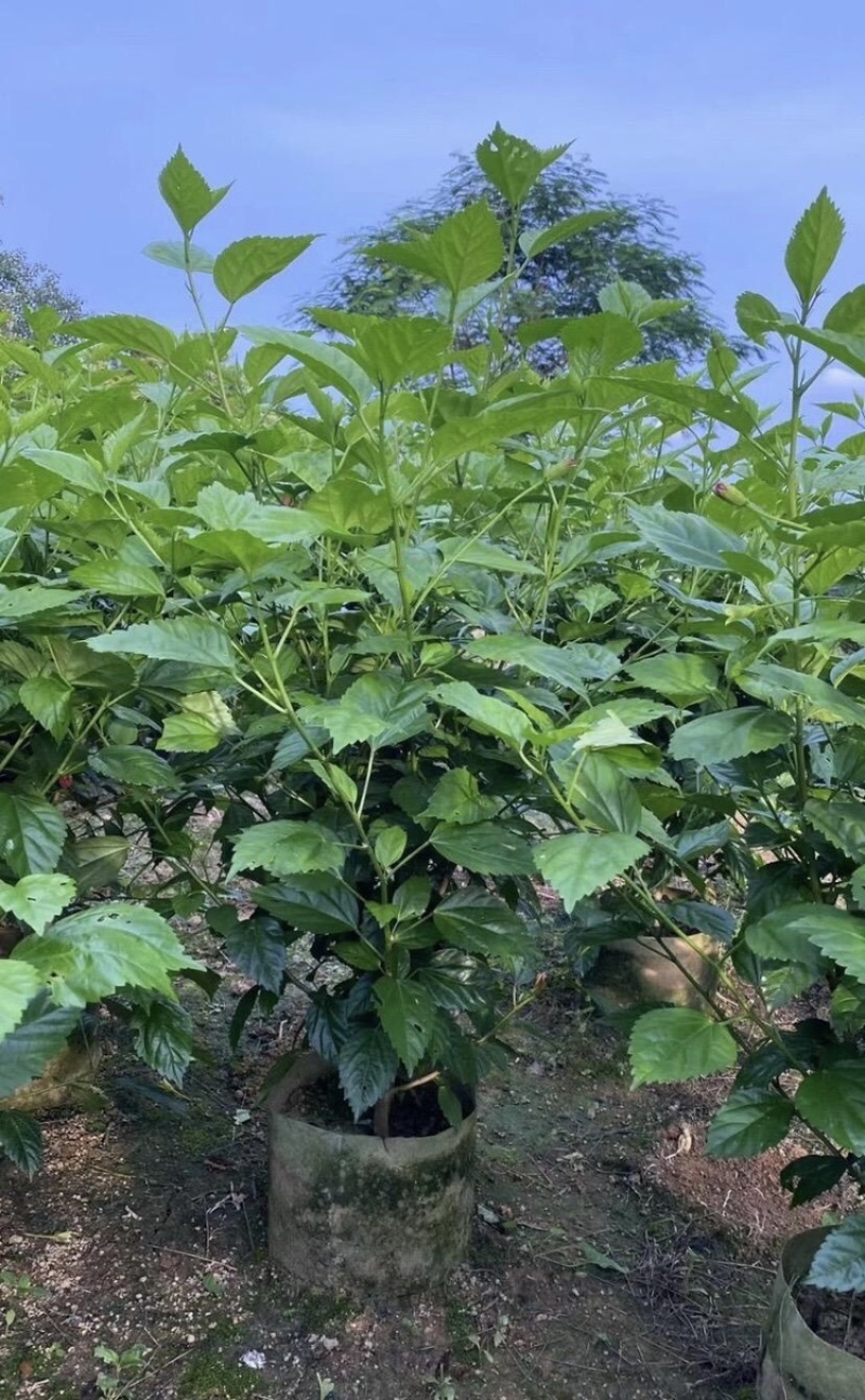 大红花各种大小规格高度40-200厘米，冠幅20-150