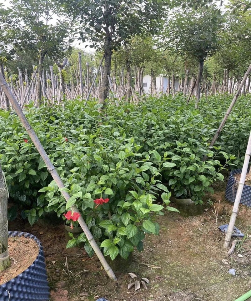 大红花各种大小规格高度40-200厘米，冠幅20-150