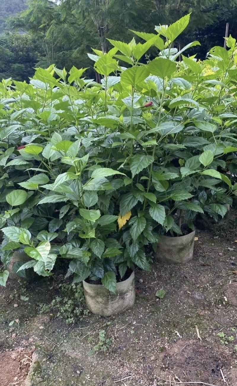 大红花各种大小规格高度40-200厘米，冠幅20-150