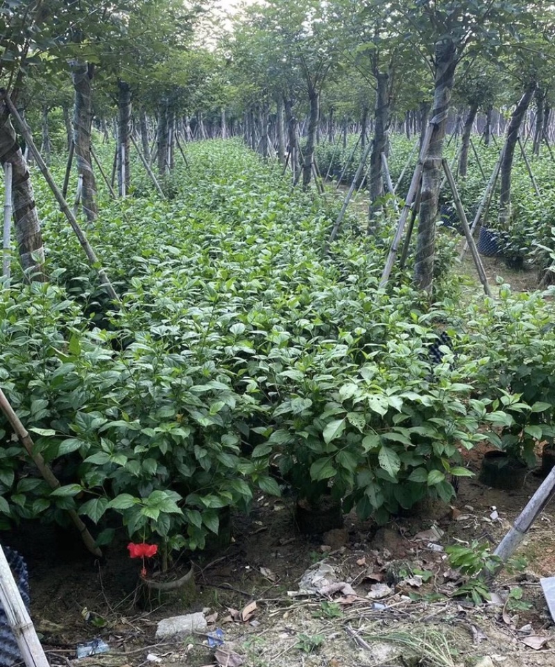 大红花各种大小规格高度40-200厘米，冠幅20-150