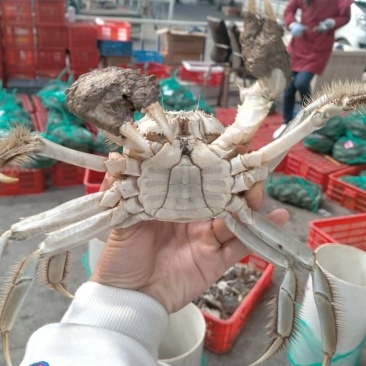 湖北清水大闸蟹,精品公蟹,河蟹,欢迎来电洽谈,优惠多多!