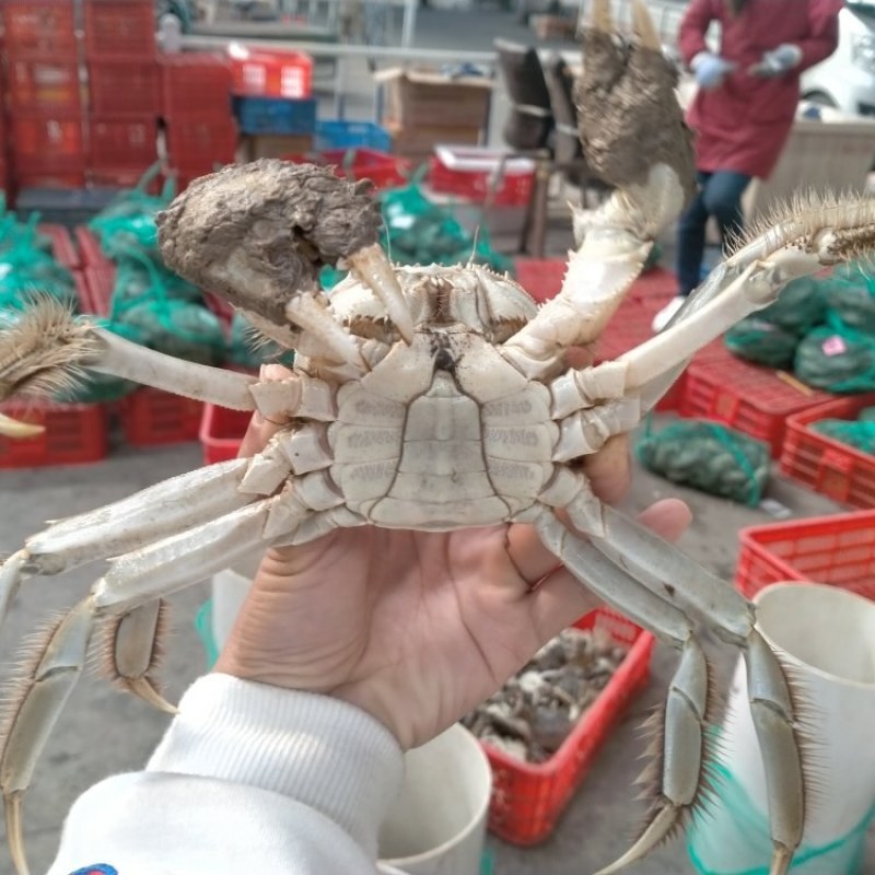 湖北清水大闸蟹，精品公蟹，河蟹，欢迎来电洽谈，优惠多多！