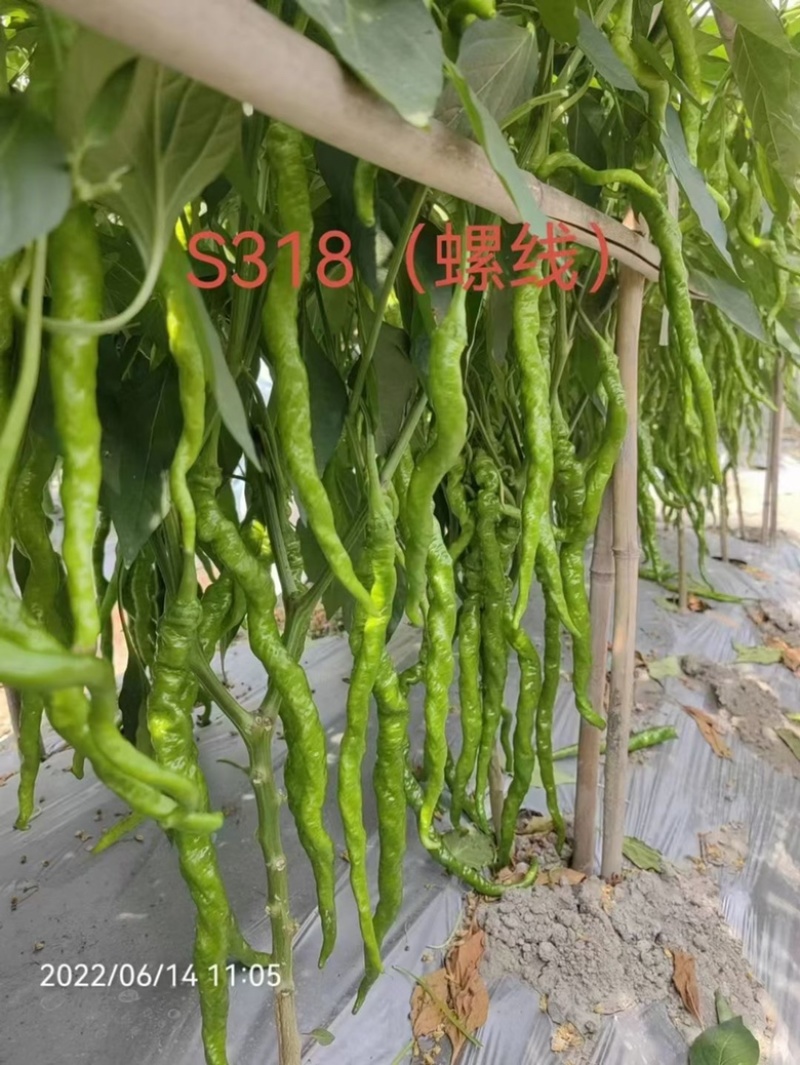 海迈S318螺丝线椒种子品种全螺杂交一代种子