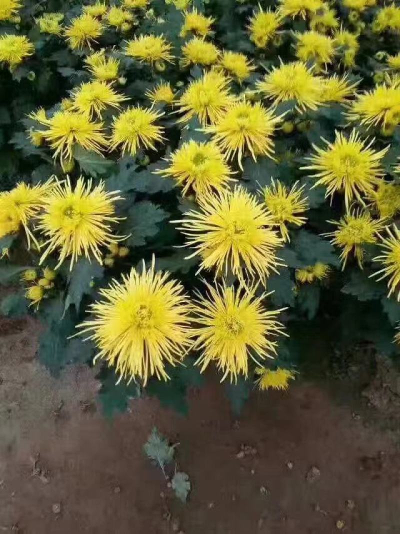 菊花规格全支持绿化造型