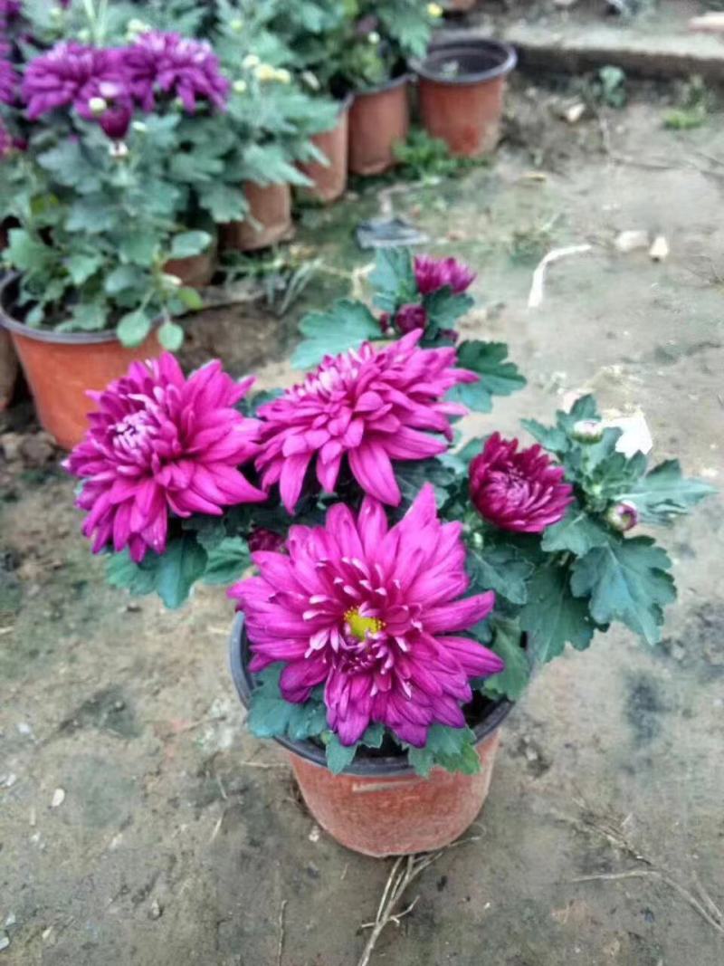 菊花规格全支持绿化造型