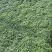 菊花规格全支持绿化造型