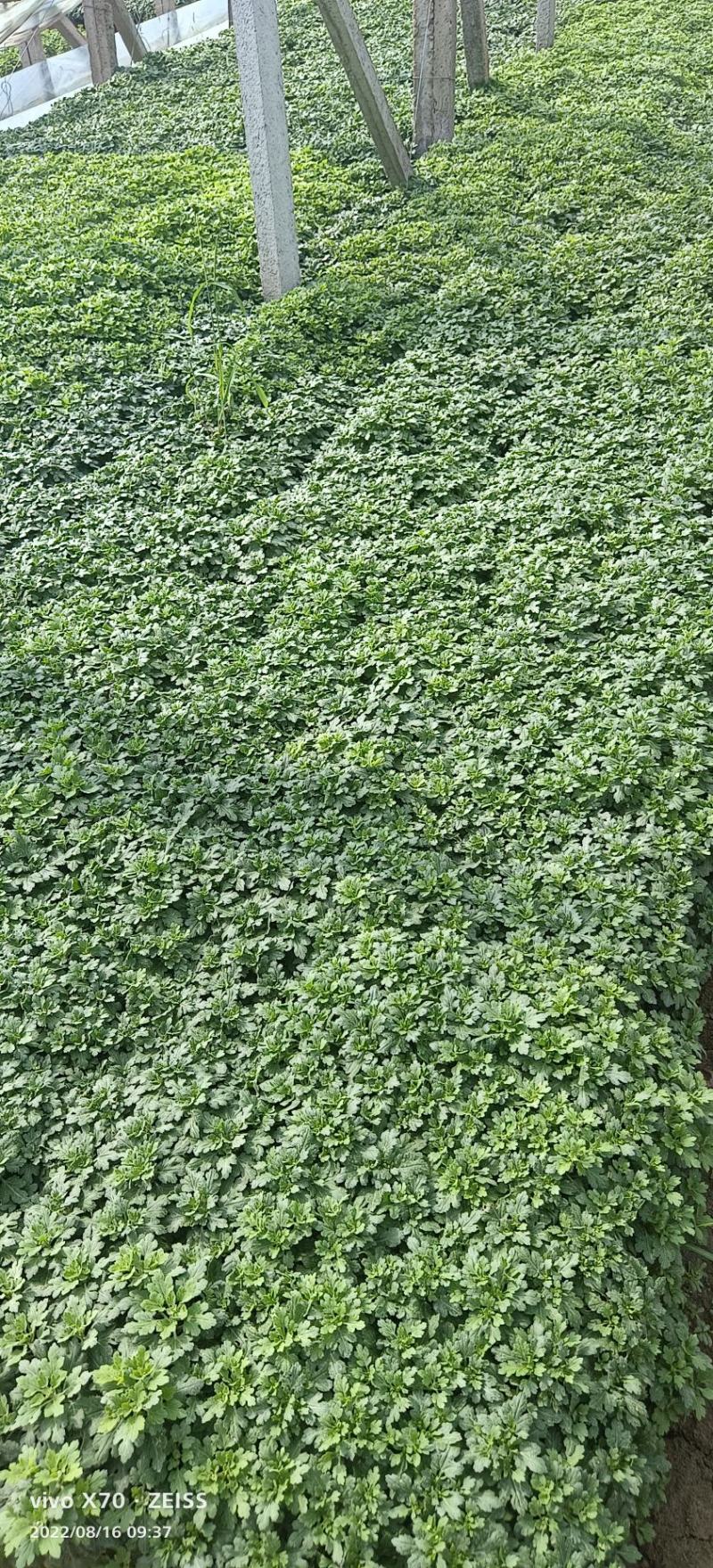 菊花规格全支持绿化造型