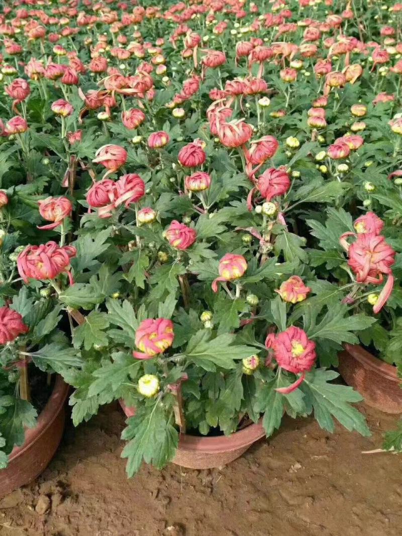 菊花规格全支持绿化造型