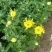 菊花规格全支持绿化造型