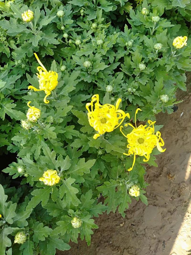 菊花规格全支持绿化造型