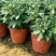 菊花规格全支持绿化造型