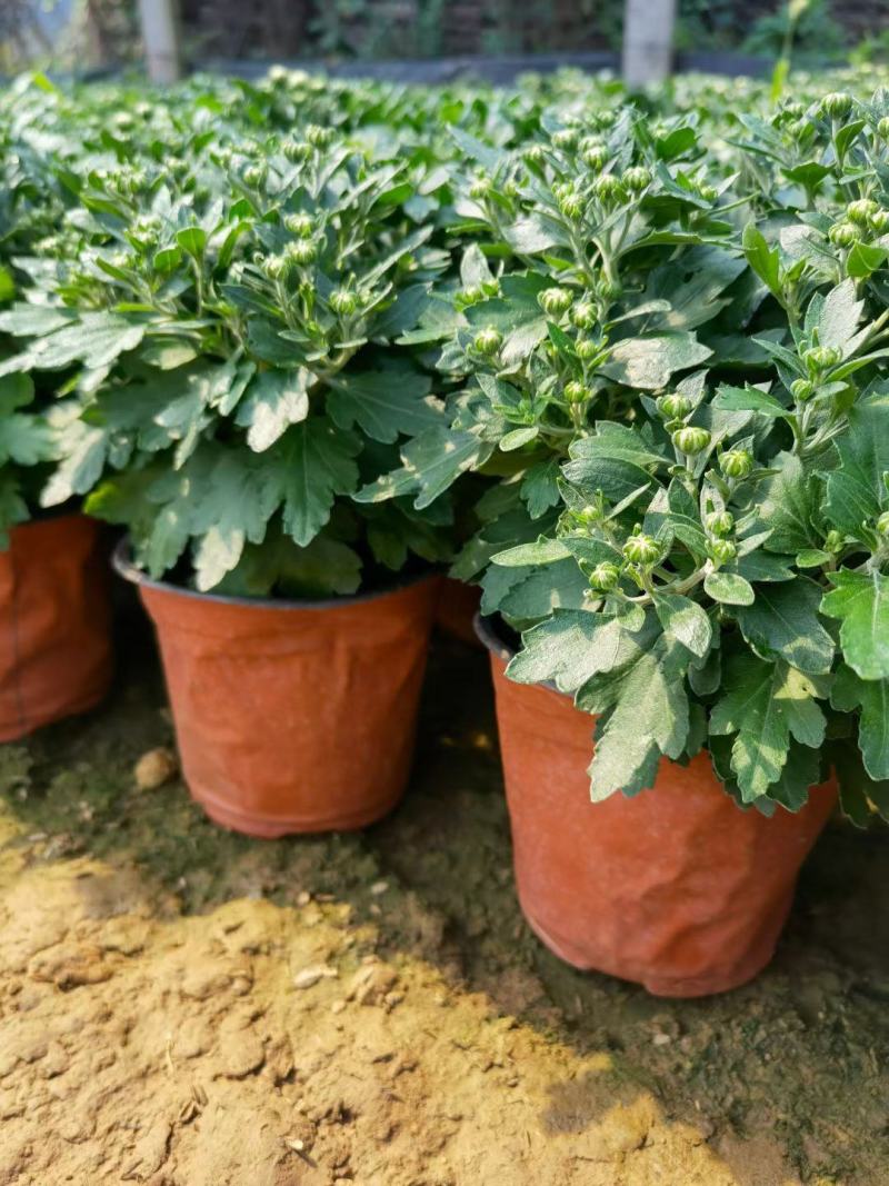 菊花规格全支持绿化造型