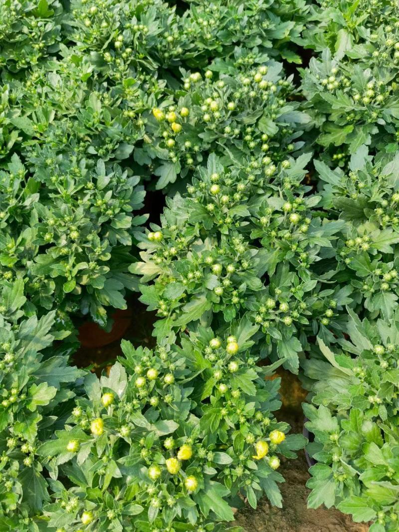 菊花规格全支持绿化造型