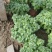 菊花规格全支持绿化造型