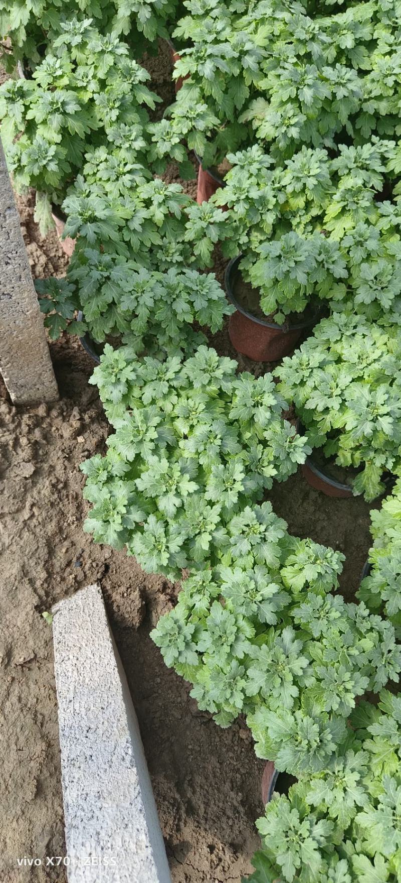 菊花规格全支持绿化造型