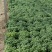 菊花规格全支持绿化造型